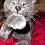 Hennessy is registered to the contest to win money with this photo: animal, cat, close_up, cozy, cute, ears, feline, fur, gray_cat, indoor, muzzle, paw, pet, red_blanket, relaxed, resting, sleepy, soft, whiskers, whiskers_visible