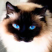 Silver joined the competition — help win amazing prizes! cat, blue_eyes, fluffy, close_up, pet, animal, feline, portrait, indoor, whiskers, fur, cute, domestic_cat, looking, face, mammal, soft, alert, beautiful, eyes