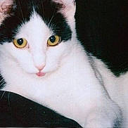 Punkin joined the competition — help win amazing prizes!