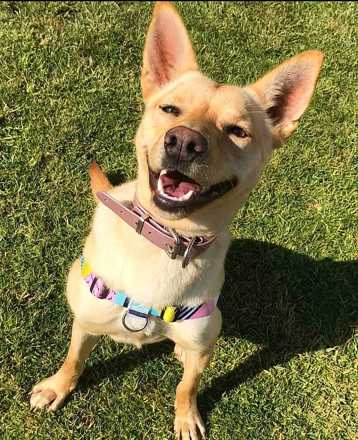 Korra is registered to the contest to win money with this photo: canidae, carnivore, chihuahua, collar, companion_dog, dog, dog_breed, dog_clothes, dog_collar, dog_supply, fashion_accessory, fawn, grass, mexican_hairless_dog, plant, snout, sporting_group, tail, toy_dog, working_animal