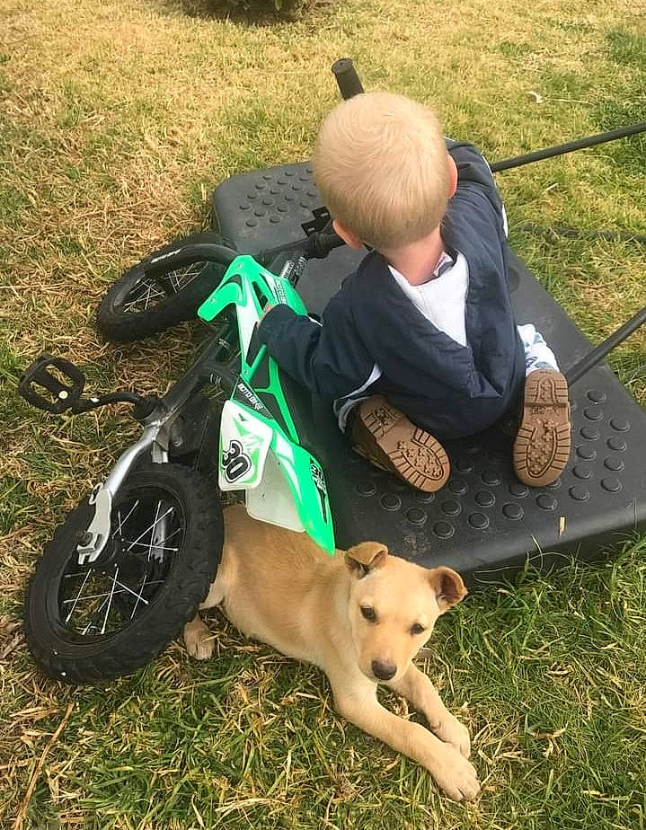 Korra is registered to the contest to win money with this photo: carnivore, companion_dog, dog, dog_breed, dog_clothes, fawn, grass, lawn, leisure, people_in_nature, personal_protective_equipment, recreation, sighthound, sitting, soil, sporting_group, tail, tire, toddler, wheel
