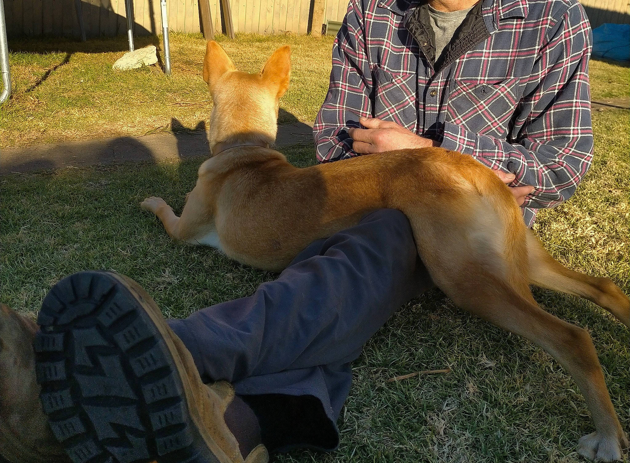 Korra joined the competition — help win amazing prizes! canidae, carnivore, comfort, companion_dog, dog, dog_breed, fawn, foot, fur, grass, human_leg, lap, leg, mammal, sitting, snout, tail, tartan, vertebrate, whiskers