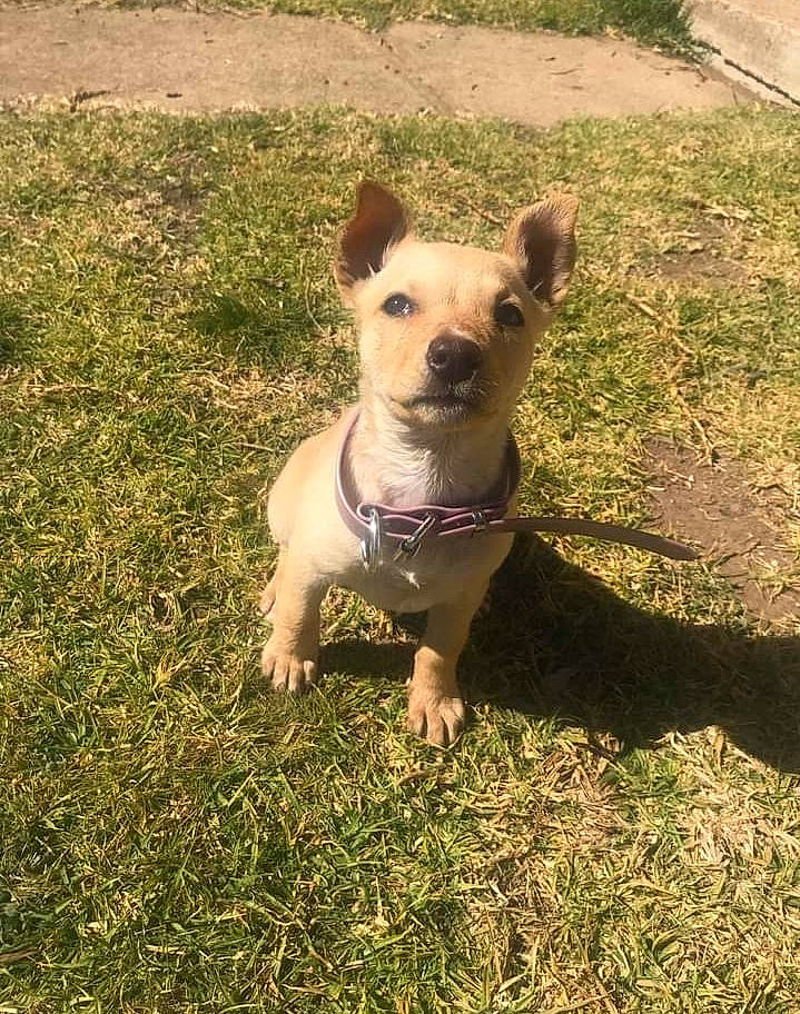 Korra is registered to the contest to win money with this photo: canidae, carnivore, collar, companion_dog, dog, dog_breed, dog_clothes, dog_collar, dog_supply, fawn, grass, plant, snout, sporting_group, tail, terrestrial_animal, toy_dog, whiskers, working_animal, working_dog