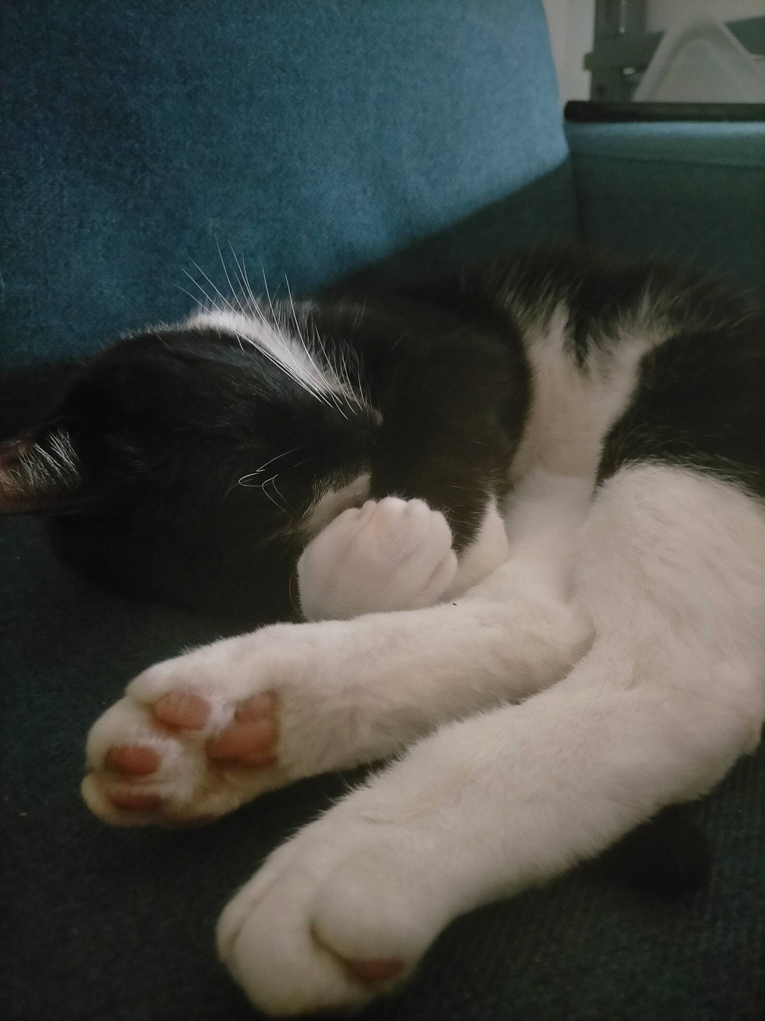 Bobby is registered to the contest to win money with this photo: carnivore, cat, claw, comfort, domestic_short_haired_cat, eye, felidae, foot, fur, nap, paw, sleep, small_to_medium_sized_cats, snout, tail, terrestrial_animal, whiskers
