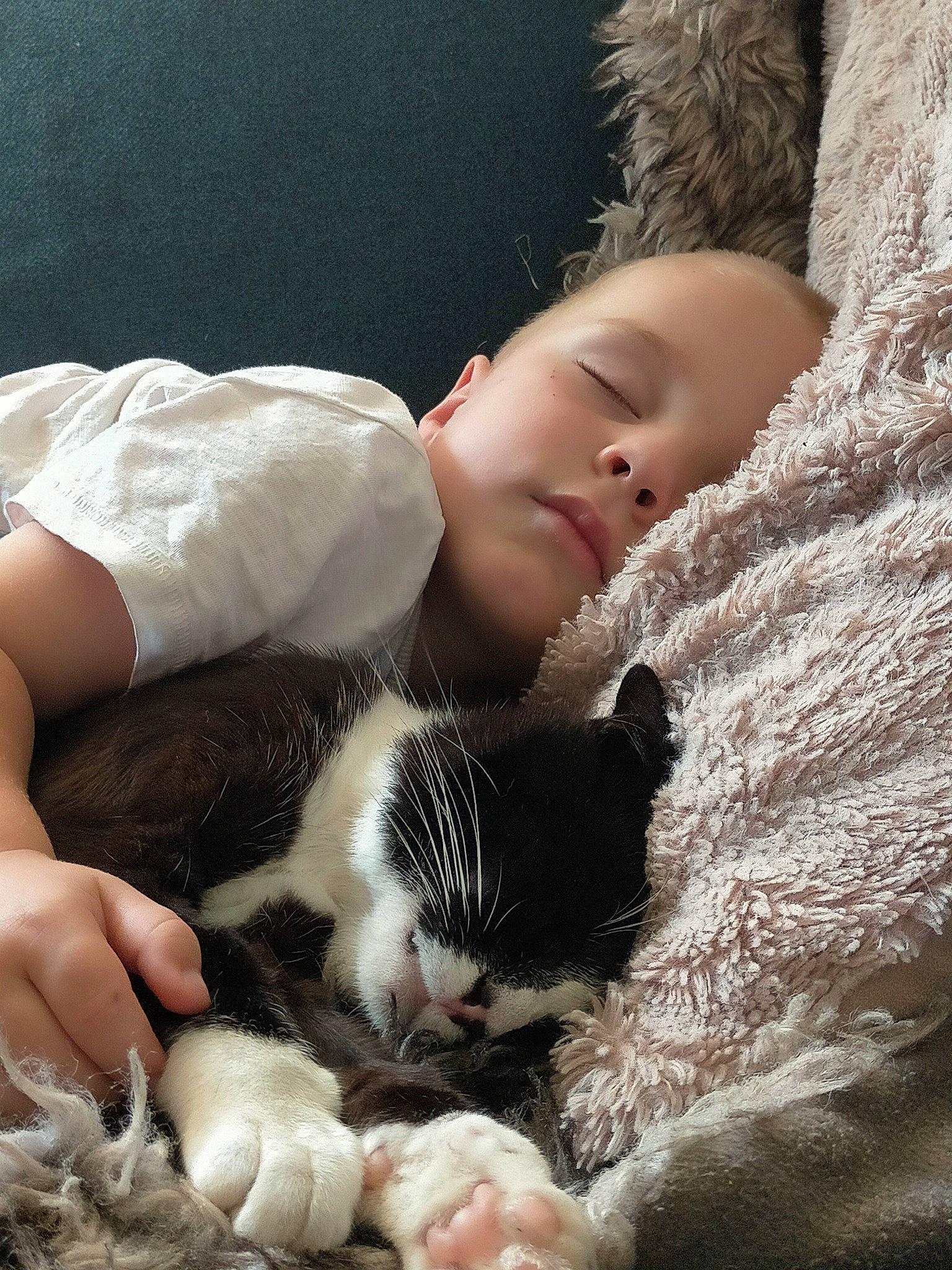 Bobby joined the competition — help win amazing prizes! baby, carnivore, cat, comfort, eye, fawn, felidae, fur, grass, linens, mammal, nap, skin, small_to_medium_sized_cats, textile, toy, tree, vertebrate, whiskers, wood