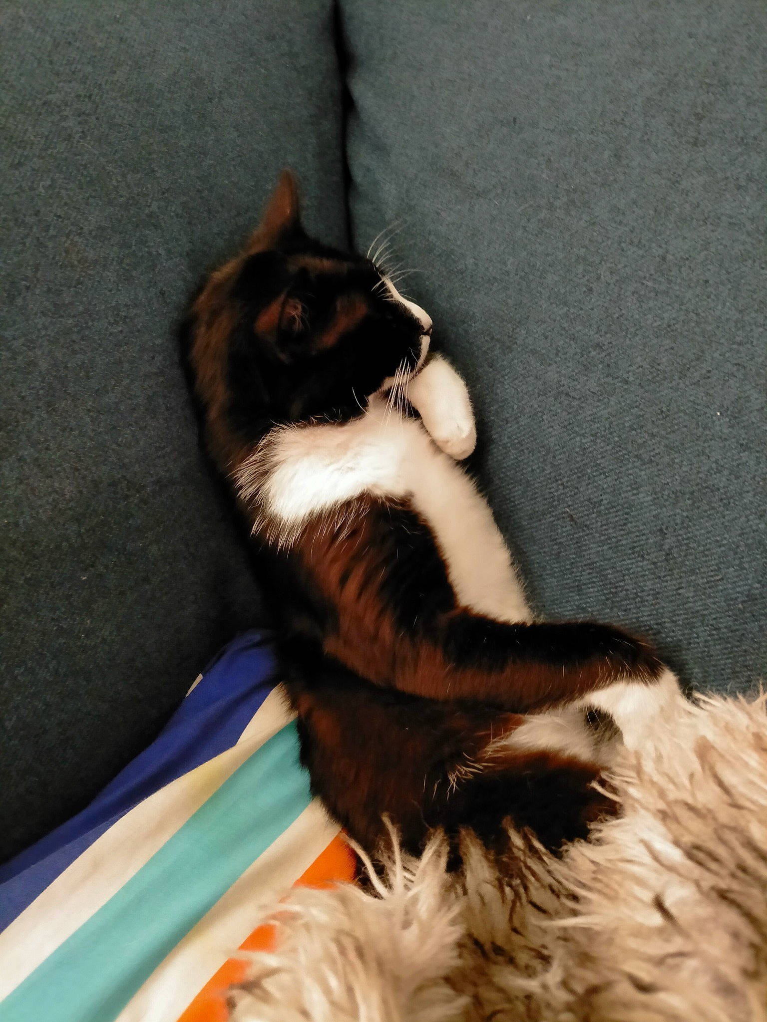 Bobby is registered to the contest to win money with this photo: canidae, carnivore, cat, claw, comfort, companion_dog, dog_breed, domestic_short_haired_cat, felidae, foot, fur, human_leg, paw, room, small_to_medium_sized_cats, snout, sporting_group, tail, tints_and_shades, whiskers