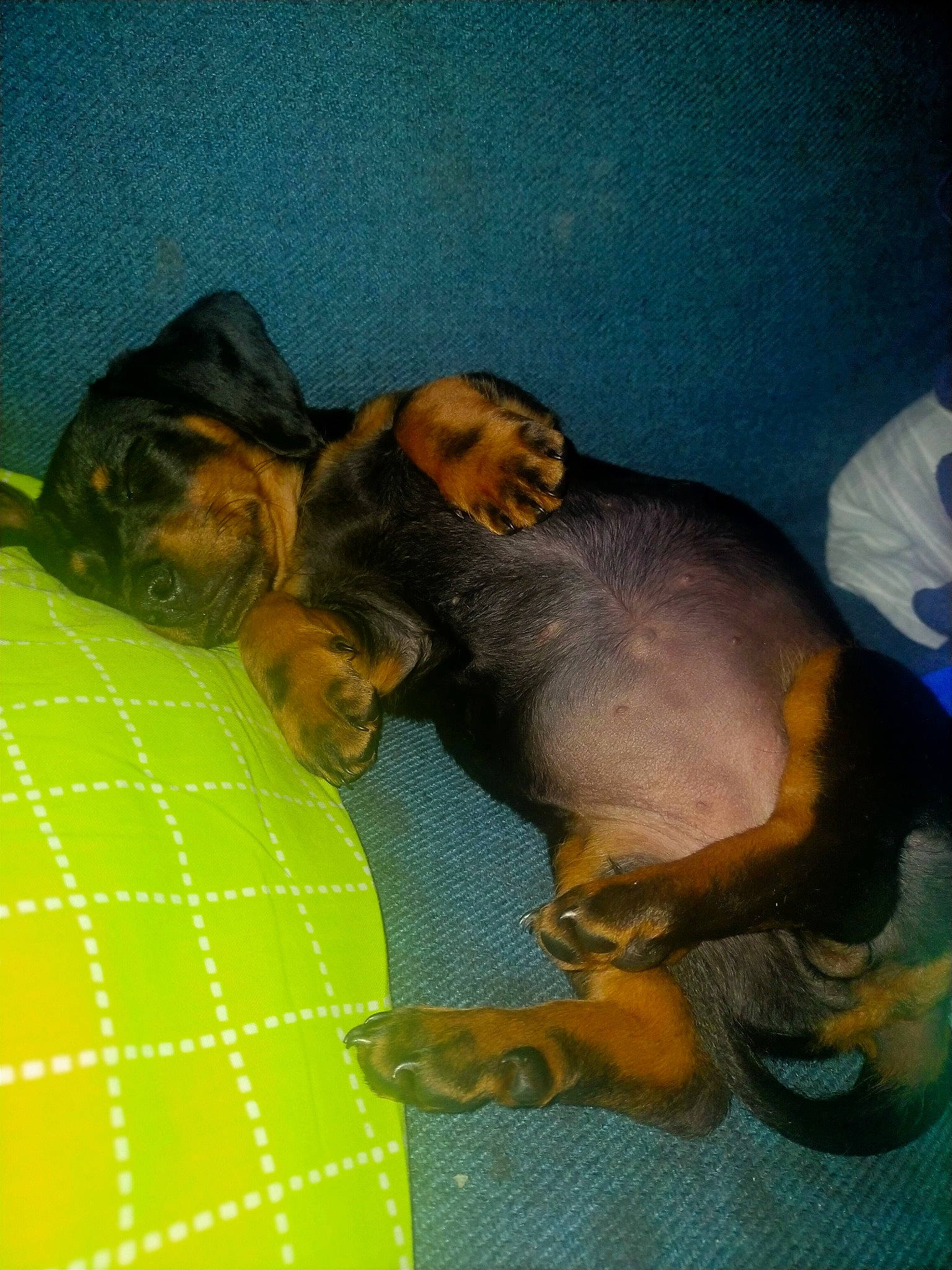 Cookie is registered to the contest to win money with this photo: canidae, carnivore, comfort, companion_dog, dog, dog_breed, fawn, guard_dog, hound, liver, pattern, paw, plaid, snout, sporting_group, tail, tartan, terrestrial_animal, toy_dog, working_animal