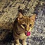 Tommy is registered to the contest to win money with this photo: cat, pet, toy, floor, curious, indoor, striped, whiskers, ears, paws, playful, feline, domestic, cute, animal, looking_up, closeup, carpet, fur, young