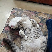 Tommy is registered to the contest to win money with this photo: cat, sleeping, relaxed, fluffy, paw, cushion, floral_pattern, indoor, pet, feline, tabby, white_paws, resting, cute, fur, animal, cozy, home, soft, tail