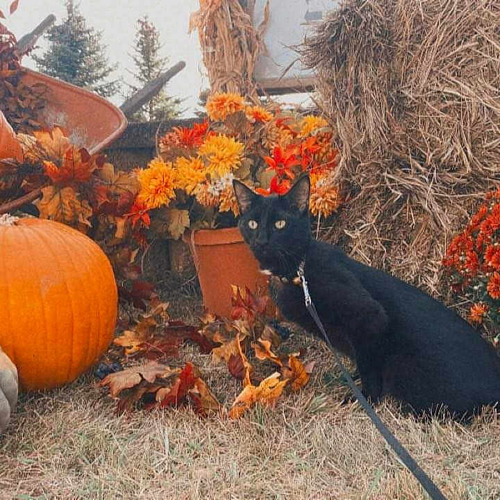 Binx is registered to the contest to win money with this photo: animal, architecture, building, cat, face, food, head, leaf, outdoors, person, pet, photography, plant, portrait, pottedplant, produce, shelter, squash, tree, vegetable