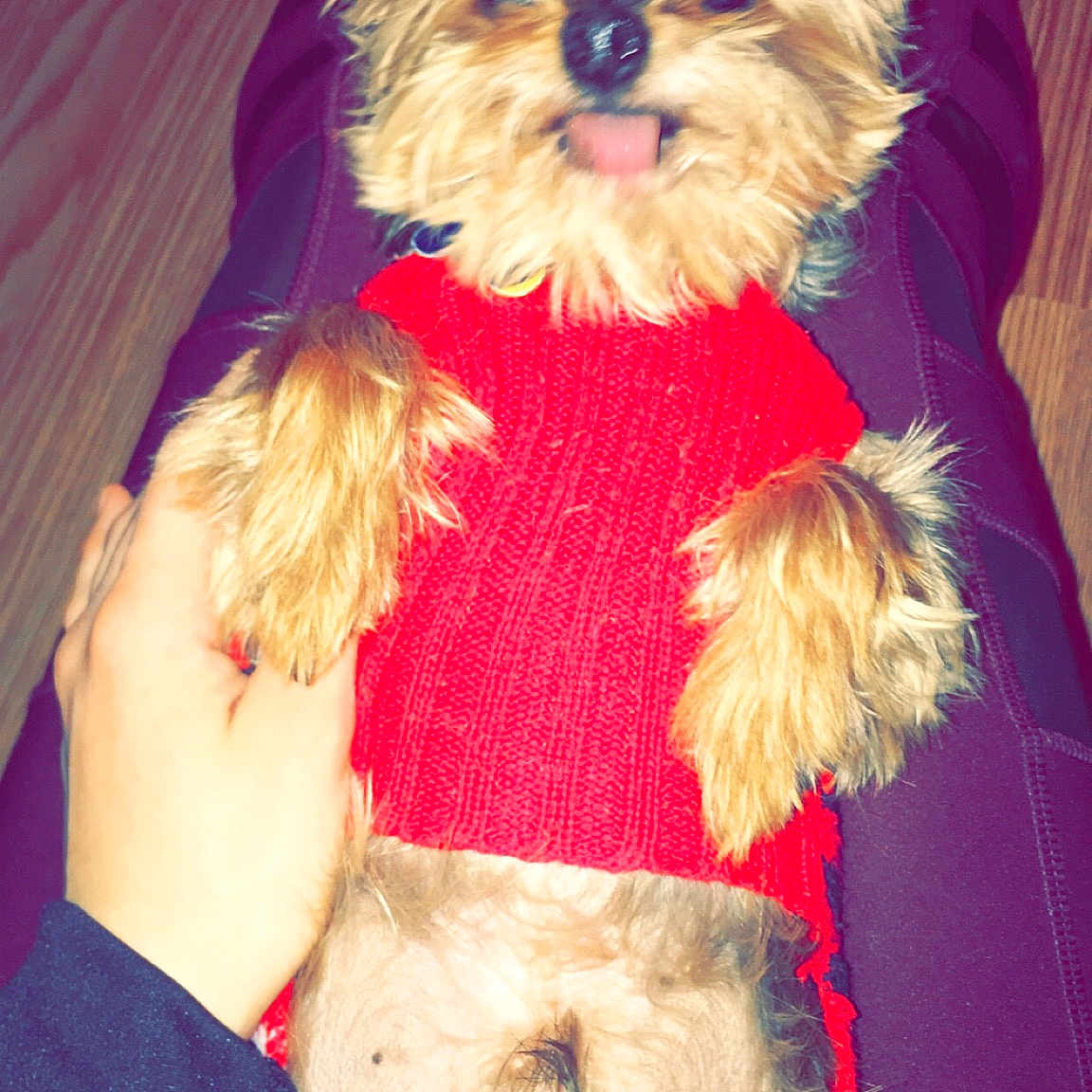 Monkey joined the competition — help win amazing prizes! cairn_terrier, canidae, carnivore, chinese_imperial_dog, companion_dog, dog, dog_breed, dog_clothes, fur, griffon_bruxellois, morkie, puppy, rare_breed_dog, schnoodle, shih_tzu, small_terrier, terrier, toy_dog, yorkipoo, yorkshire_terrier