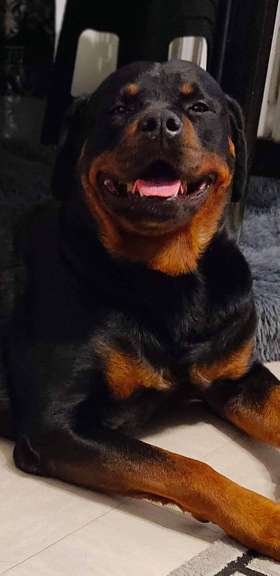 Aston participe au concours pour gagner de l'argent avec cette photo : ancient_dog_breeds, canidae, carnivore, companion_dog, dog, dog_breed, fur, guard_dog, hunting_dog, metal, paw, rottweiler, sporting_group, terrestrial_animal, whiskers, working_animal, working_dog
