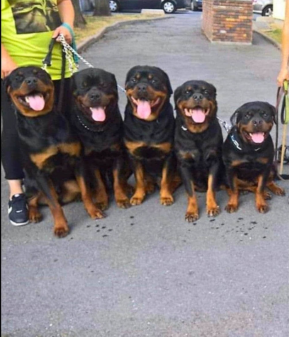 Aston participe au concours pour gagner de l'argent avec cette photo : automotive_tire, canidae, carnivore, collar, companion_dog, dog, dog_breed, dog_collar, guard_dog, hunting_dog, rottweiler, shorts, sporting_group, tire, truck, vehicle, vertebrate, wheel, working_animal, working_dog