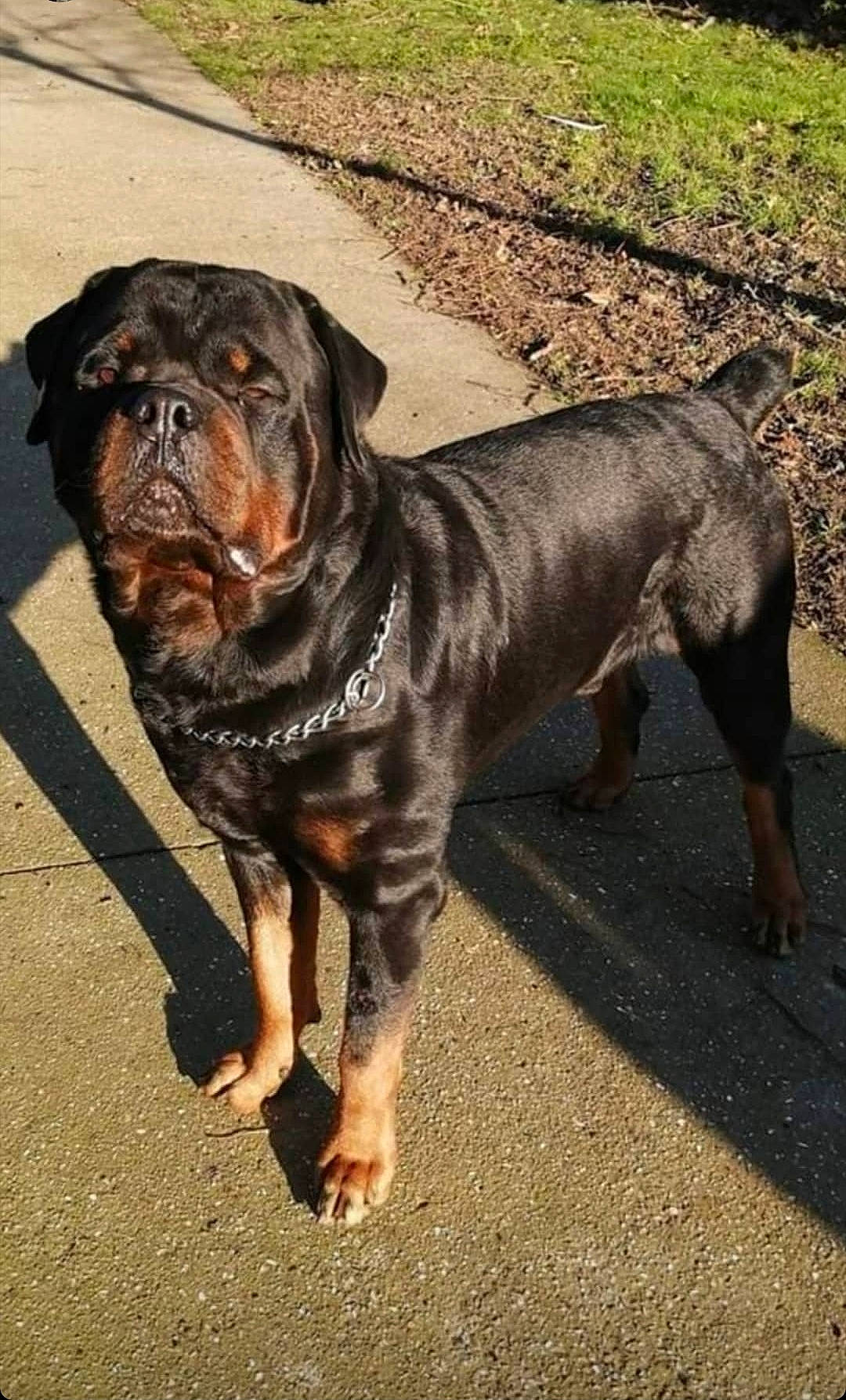 Kaiser participe au concours pour gagner de l'argent avec cette photo : canidae, carnivore, collar, companion_dog, dog, dog_breed, dog_collar, fawn, grass, guard_dog, leash, liver, plant, road_surface, snout, sporting_group, terrestrial_animal, whiskers, working_animal, wrinkle