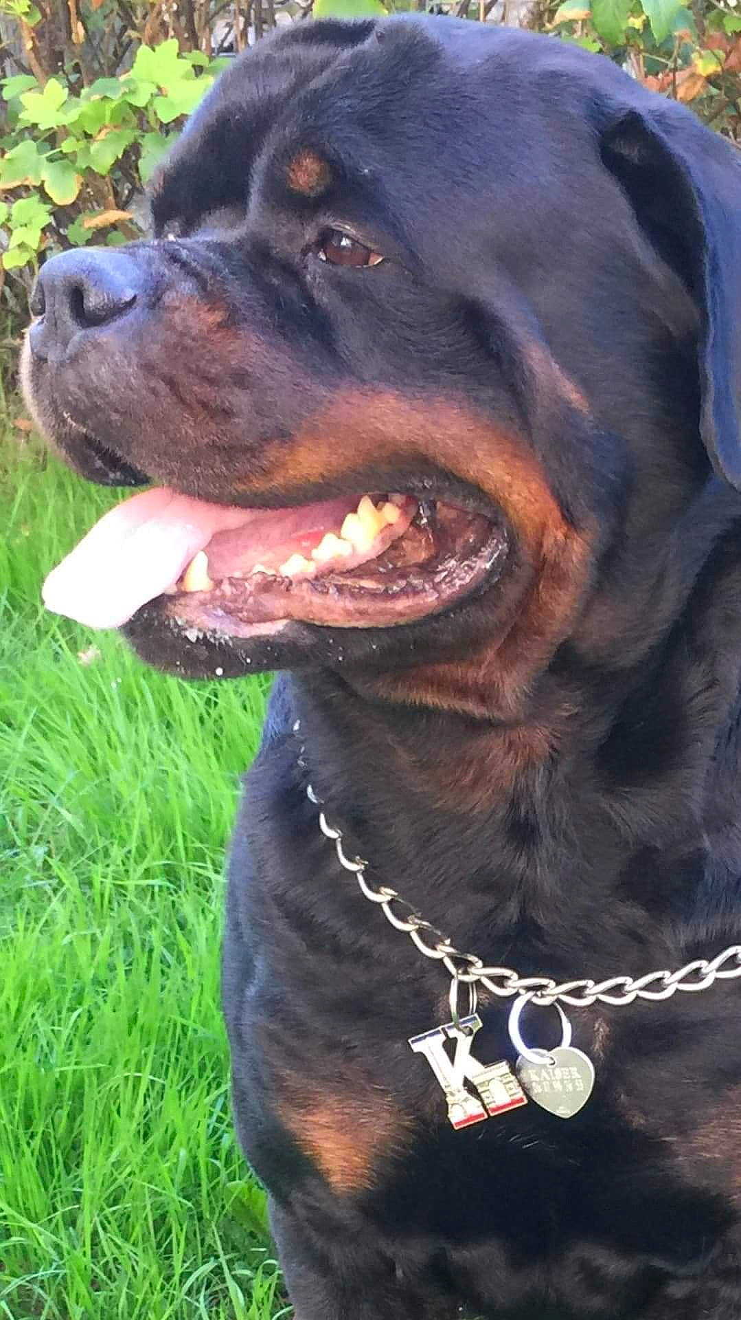 Kaiser participe au concours pour gagner de l'argent avec cette photo : biting, carnivore, collar, companion_dog, dog, dog_breed, dog_collar, fawn, grass, liver, molosser, pet_supply, plant, rottweiler, snout, sporting_group, terrestrial_animal, whiskers, working_animal, working_dog