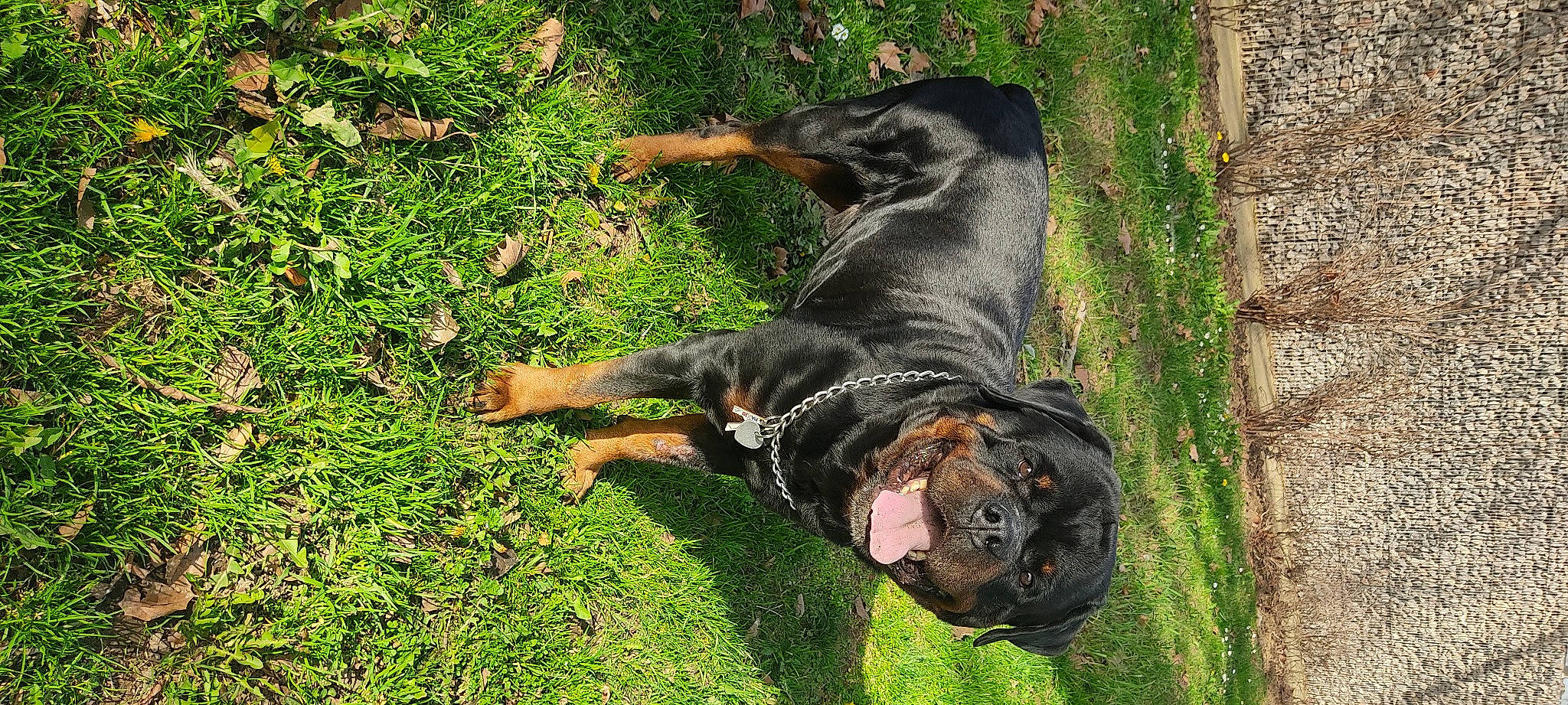 Kaiser a rejoint le concours — aidez-le/la à gagner de superbes lots ! austrian_black_and_tan_hound, canidae, carnivore, companion_dog, dobermann, dog, dog_breed, grass, groundcover, guard_dog, hound, hunting_dog, people_in_nature, pinscher, plant, snout, sporting_group, tail, working_animal, working_dog