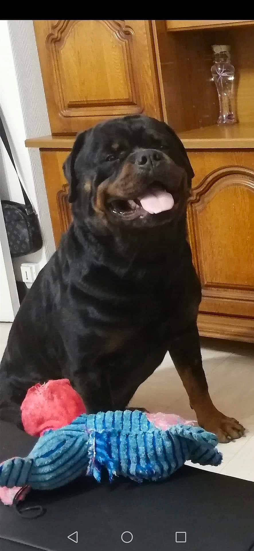 Kaiser a rejoint le concours — aidez-le/la à gagner de superbes lots ! black, canidae, carnivore, companion_dog, dog, dog_breed, electric_blue, fawn, flooring, fur, guard_dog, mammal, snout, sporting_group, tail, terrestrial_animal, vertebrate, whiskers, working_animal, working_dog