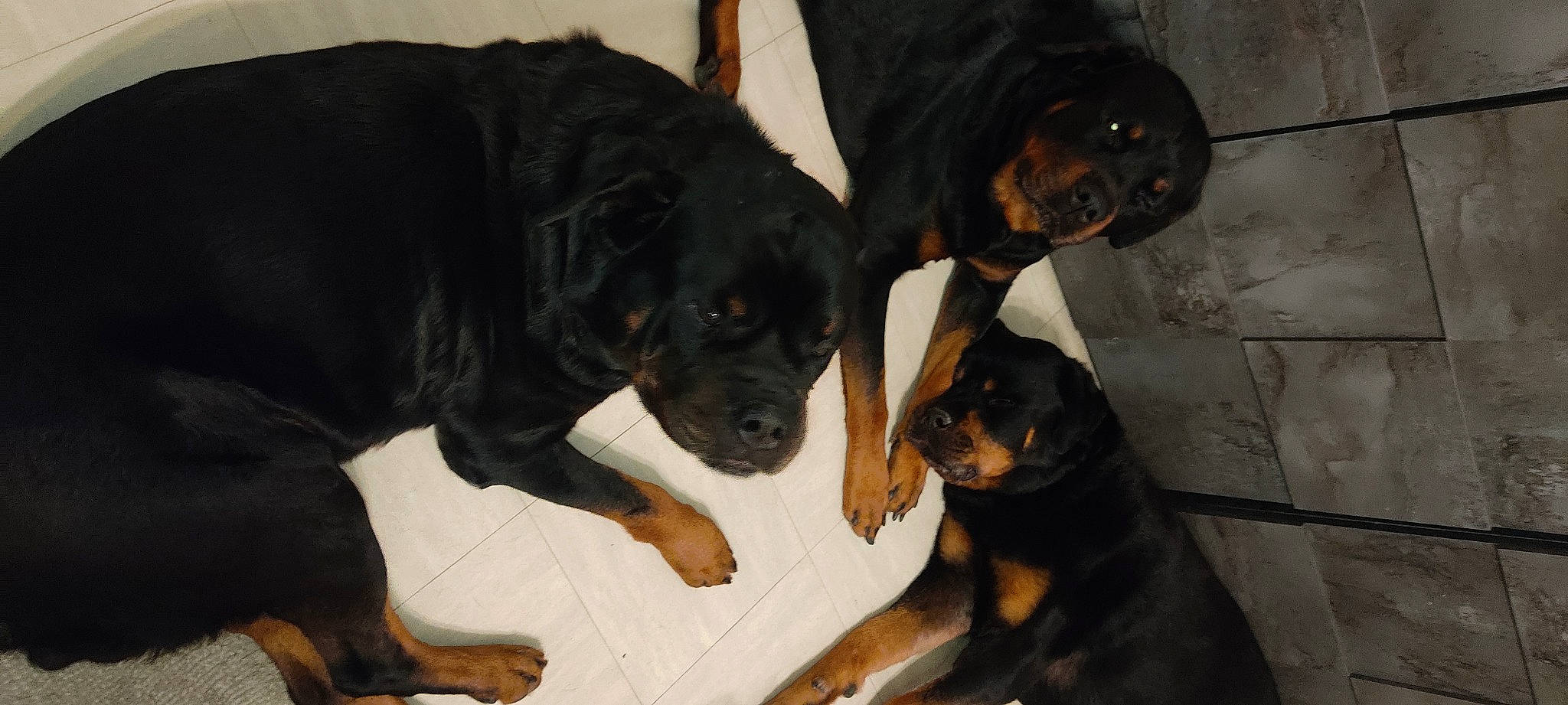 Rex participe au concours pour gagner de l'argent avec cette photo : canidae, carnivore, comfort, companion_dog, dog, dog_breed, fawn, fur, guard_dog, hunting_dog, paw, rottweiler, snout, sporting_group, terrestrial_animal, working_animal, working_dog