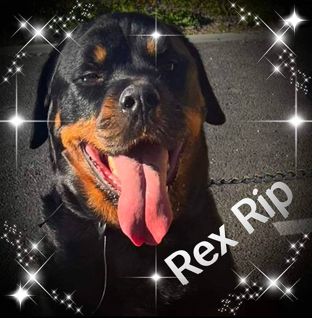 Rex participe au concours pour gagner de l'argent avec cette photo : advertising, canidae, carnivore, companion_dog, darkness, dog, dog_breed, fang, flash_photography, font, graphics, happy, jaw, photo_caption, poster, rottweiler, snout, sporting_group, whiskers, working_dog
