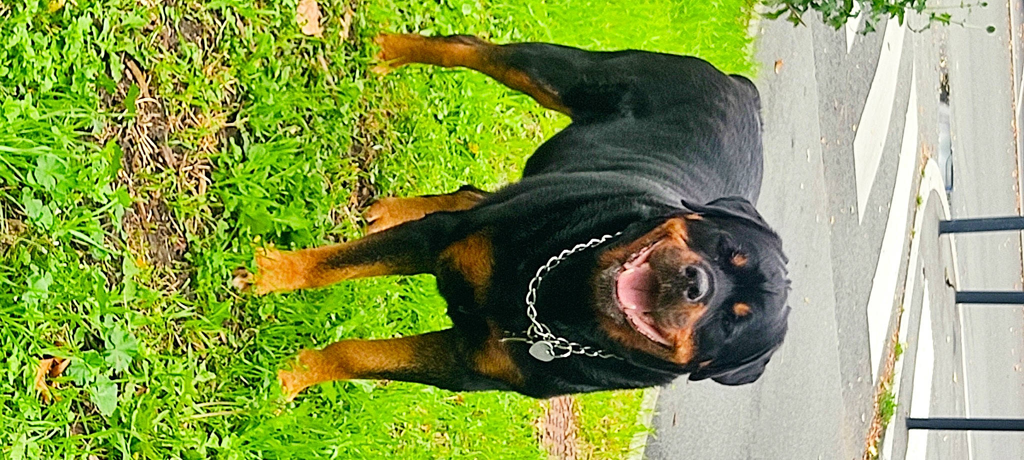 Rex participe au concours pour gagner de l'argent avec cette photo : canidae, carnivore, companion_dog, dog, dog_breed, fawn, grass, groundcover, guard_dog, happy, personal_protective_equipment, plant, smile, snout, sporting_group, sunglasses, tail, tree, working_animal, working_dog