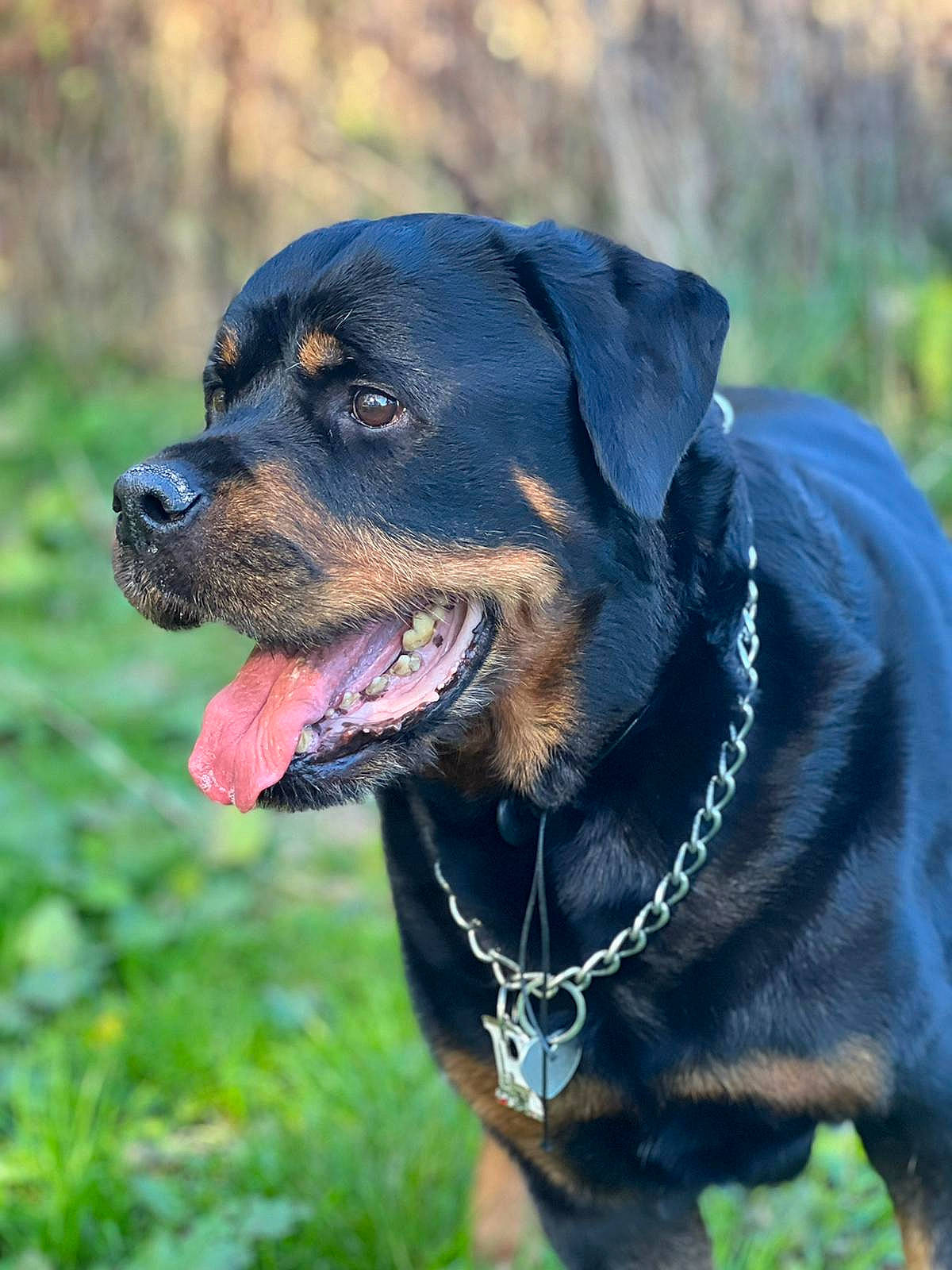 Rex a rejoint le concours — aidez-le/la à gagner de superbes lots ! borador, canidae, carnivore, collar, companion_dog, dog, dog_breed, dog_collar, fawn, grass, liver, personal_protective_equipment, pet_supply, plant, rottweiler, snout, sporting_group, terrestrial_animal, whiskers, working_animal