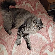 Menina participe au concours pour gagner de l'argent avec cette photo : cat, tabby_cat, fluffy_fur, striped, tail, paws, whiskers, bed, blanket, patterned_blanket, pink, bedroom, nightstand, lamp, cozy, relaxed, indoor, portrait, cute, pet