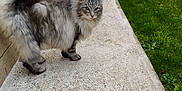 Menina participe au concours pour gagner de l'argent avec cette photo : cat, fluffy_cat, long_hair, grey_cat, pet, animal, outdoor, sidewalk, pavement, grass, lawn, car, red_car, fence, wall, tail, whiskers, eyes, portrait, curious