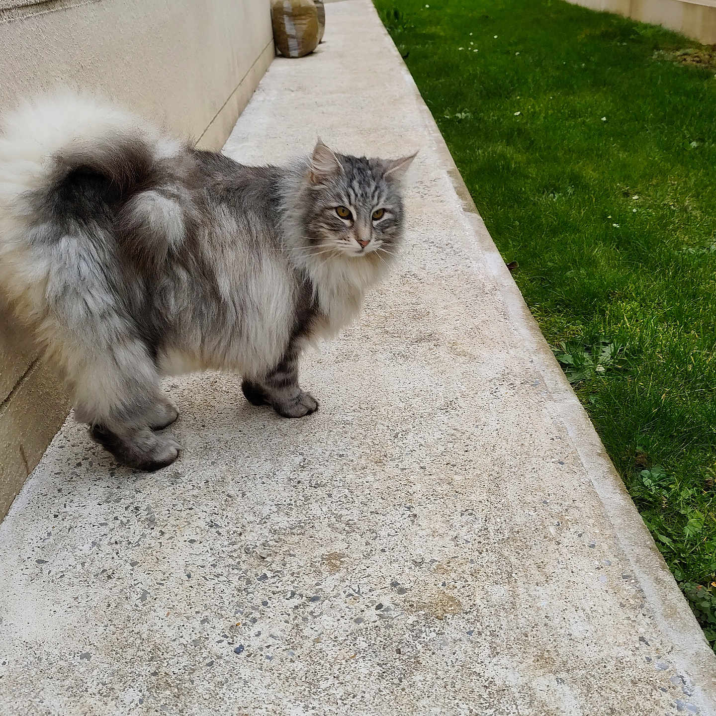 Menina participe au concours pour gagner de l'argent avec cette photo : animal, car, cat, curious, eyes, fence, fluffy_cat, grass, grey_cat, lawn, long_hair, outdoor, pavement, pet, portrait, red_car, sidewalk, tail, wall, whiskers
