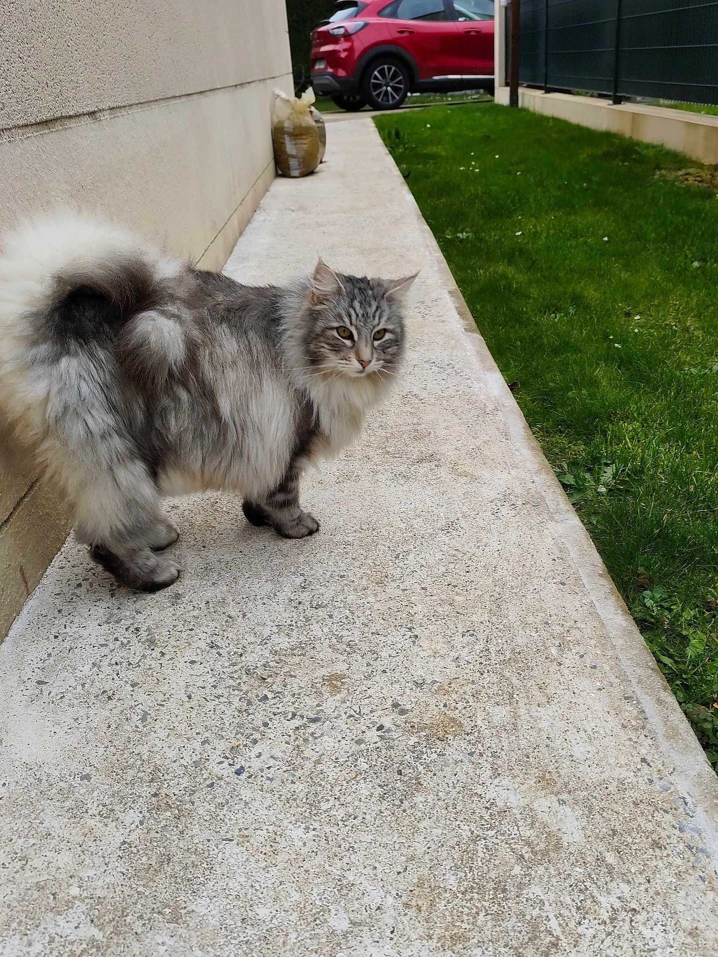 Menina participe au concours pour gagner de l'argent avec cette photo : cat, fluffy_cat, long_hair, grey_cat, pet, animal, outdoor, sidewalk, pavement, grass, lawn, car, red_car, fence, wall, tail, whiskers, eyes, portrait, curious