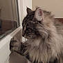 Menina a rejoint le concours — aidez-le/la à gagner de superbes lots ! cat, tabby_cat, long_hair, fur, paw, window, glass, whiskers, ear, profile, indoor, pet, curious, close_up, reflection, sitting, household, night, domestic_cat, portrait