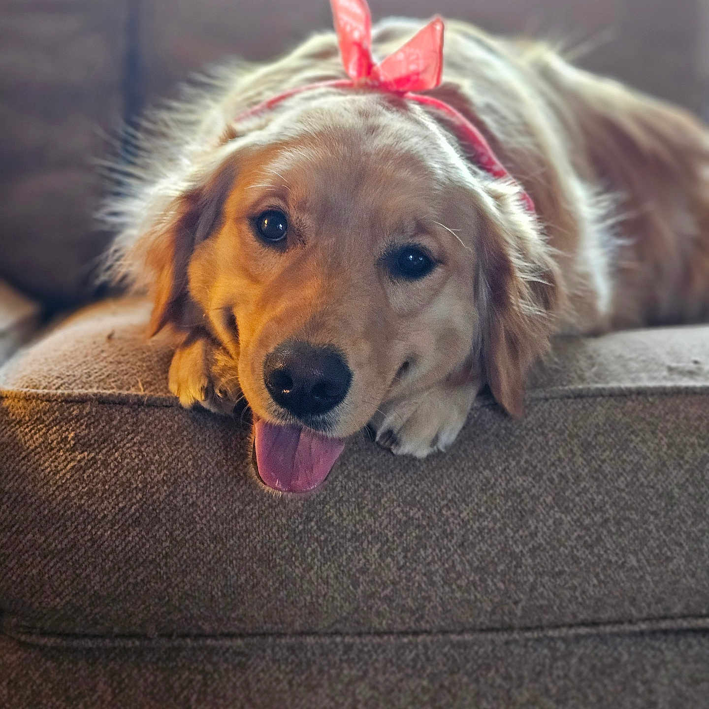 Bailey joined the competition — help win amazing prizes! animal, bow, couch, cute, dog, domestic_animal, ears, face, fur, golden_retriever, happy, indoor, lying_down, mammal, nose, paw, pet, relaxed, smiling, tongue_out
