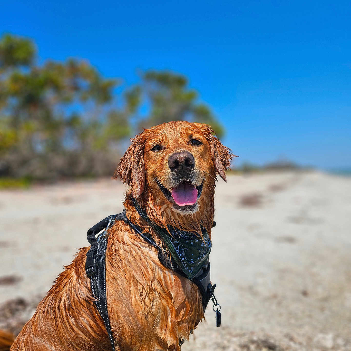 Bentley is registered to the contest to win money with this photo: accessories, airedale, animal, beach, canine, coast, cockerspaniel, dog, goldenretriever, leash, nature, outdoors, pet, puppy, sea, shoreline, strap, summer, terrier, water