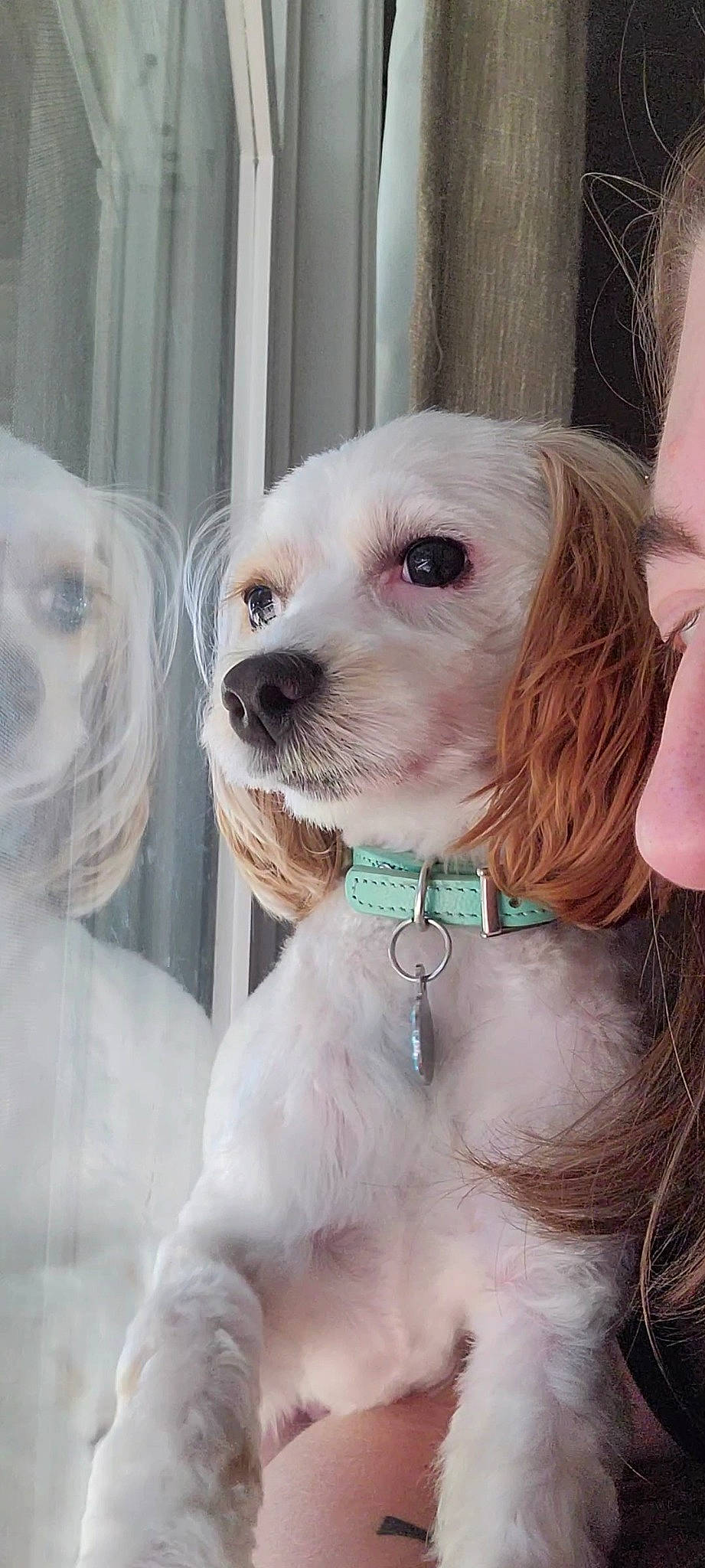 Ryder joined the competition — help win amazing prizes! canidae, carnivore, collar, companion_dog, dog, dog_breed, dog_collar, dog_supply, ear, eyewear, fashion_accessory, fawn, fur, liver, pet_supply, sporting_group, sunglasses, toy_dog, whiskers, working_animal