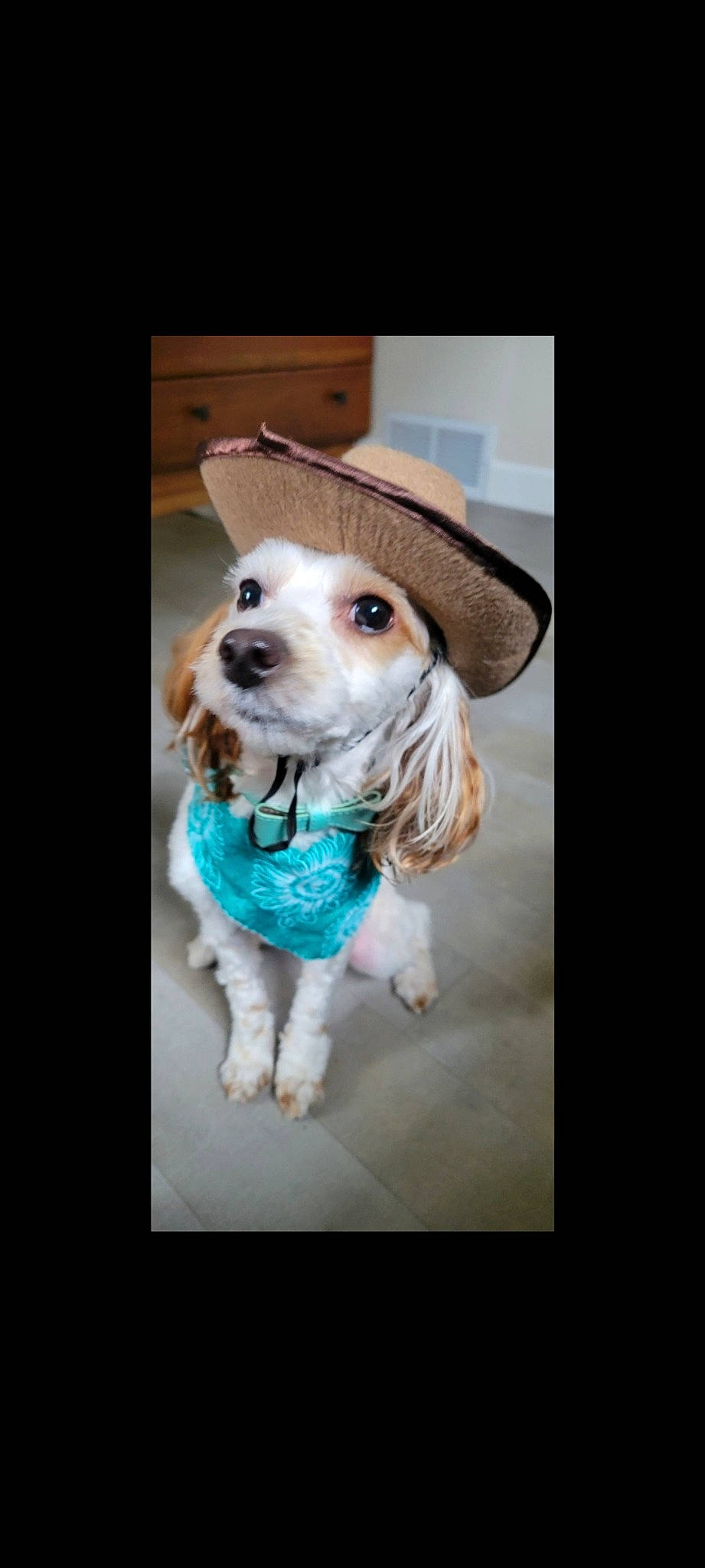 Ryder joined the competition — help win amazing prizes! carnivore, collar, companion_dog, dog, dog_breed, dog_collar, dog_supply, fashion_accessory, fawn, fedora, fur, hat, leash, pet_supply, snout, sporting_group, sun_hat, sunglasses, whiskers, working_animal