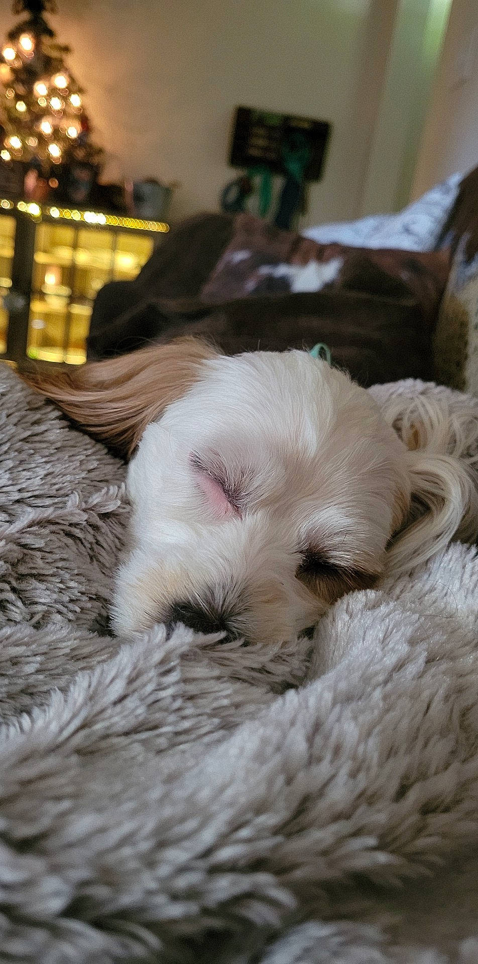 Ryder is registered to the contest to win money with this photo: canidae, carnivore, comfort, companion_dog, dog, dog_breed, duvet, fawn, felidae, fur, linens, living_room, nap, paw, picture_frame, small_to_medium_sized_cats, sporting_group, whiskers, wood, working_animal