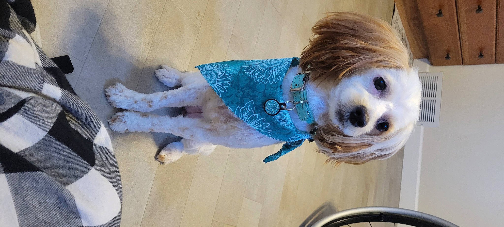 Ryder is registered to the contest to win money with this photo: bangs, canidae, carnivore, companion_dog, dog, dog_breed, dog_clothes, dog_supply, doll, electric_blue, fawn, fur, mammal, snout, sporting_group, stuffed_toy, sunglasses, tail, toy, wig