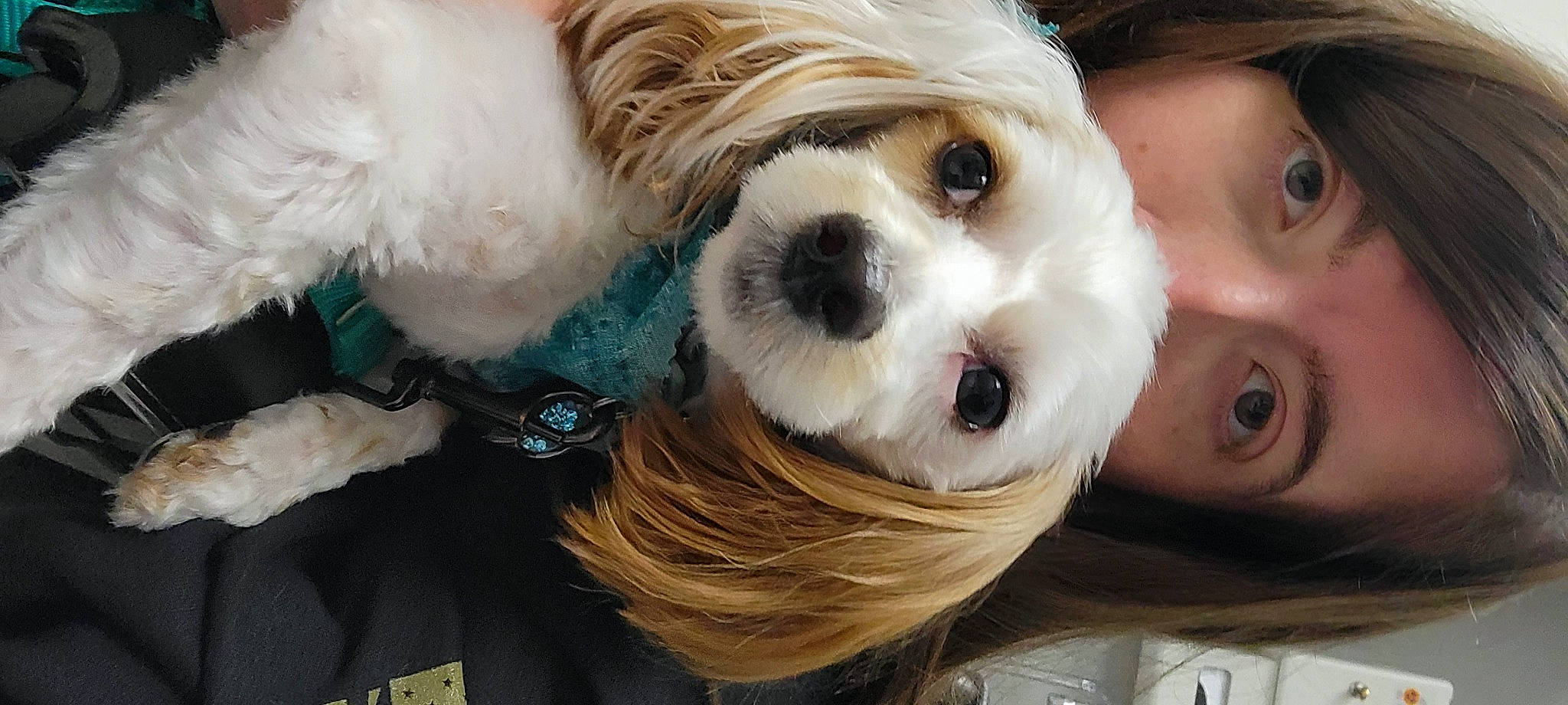 Ryder is registered to the contest to win money with this photo: bangs, canidae, carnivore, companion_dog, dog, dog_breed, dog_supply, eye, eyelash, eyewear, fawn, fur, nose, snout, sporting_group, sunglasses, toy, toy_dog, whiskers, working_animal