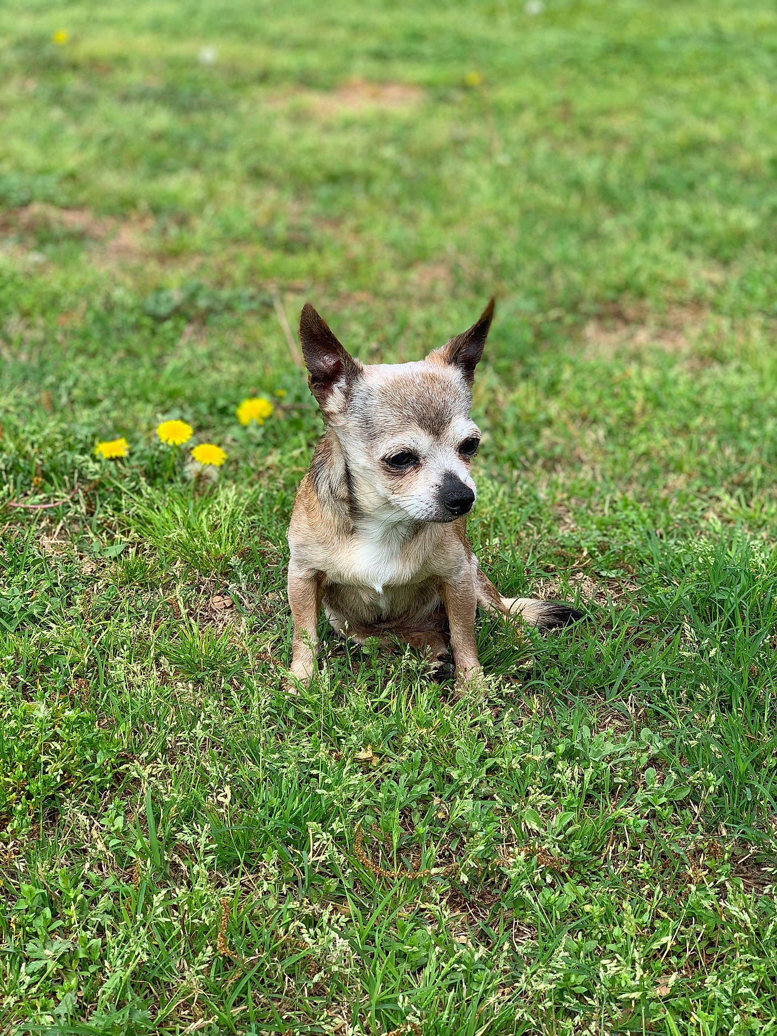 Alexis joined the competition — help win amazing prizes! canidae, carnivore, chihuahua, companion_dog, dog, dog_breed, fawn, grass, mammal, plant, puppy, toy_dog, vertebrate, wildlife