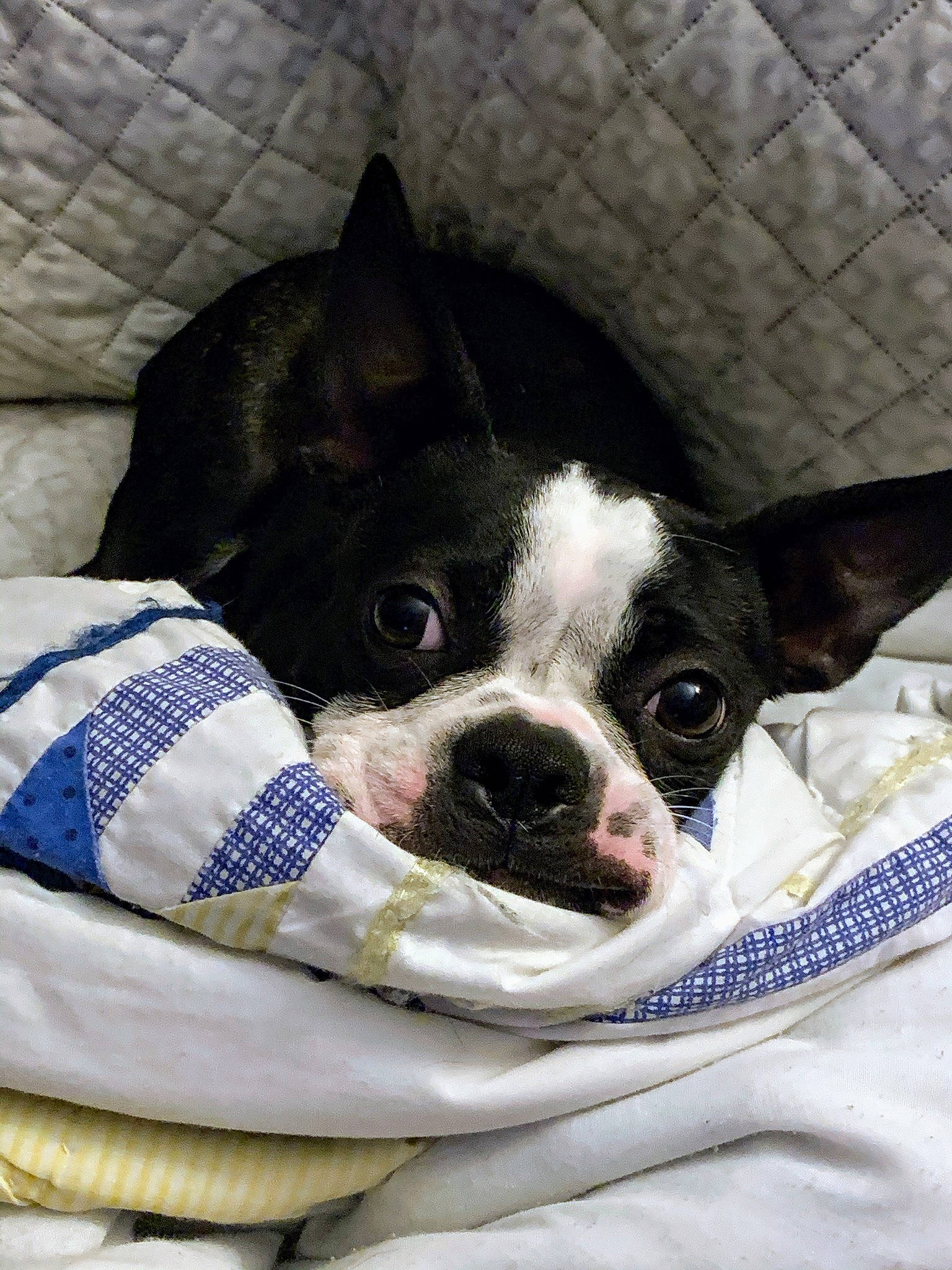 Riker is registered to the contest to win money with this photo: boston_terrier, canidae, carnivore, companion_dog, dog, dog_breed, eye, french_bulldog, linens, mammal, non_sporting_group, puppy, snout, vertebrate, whiskers