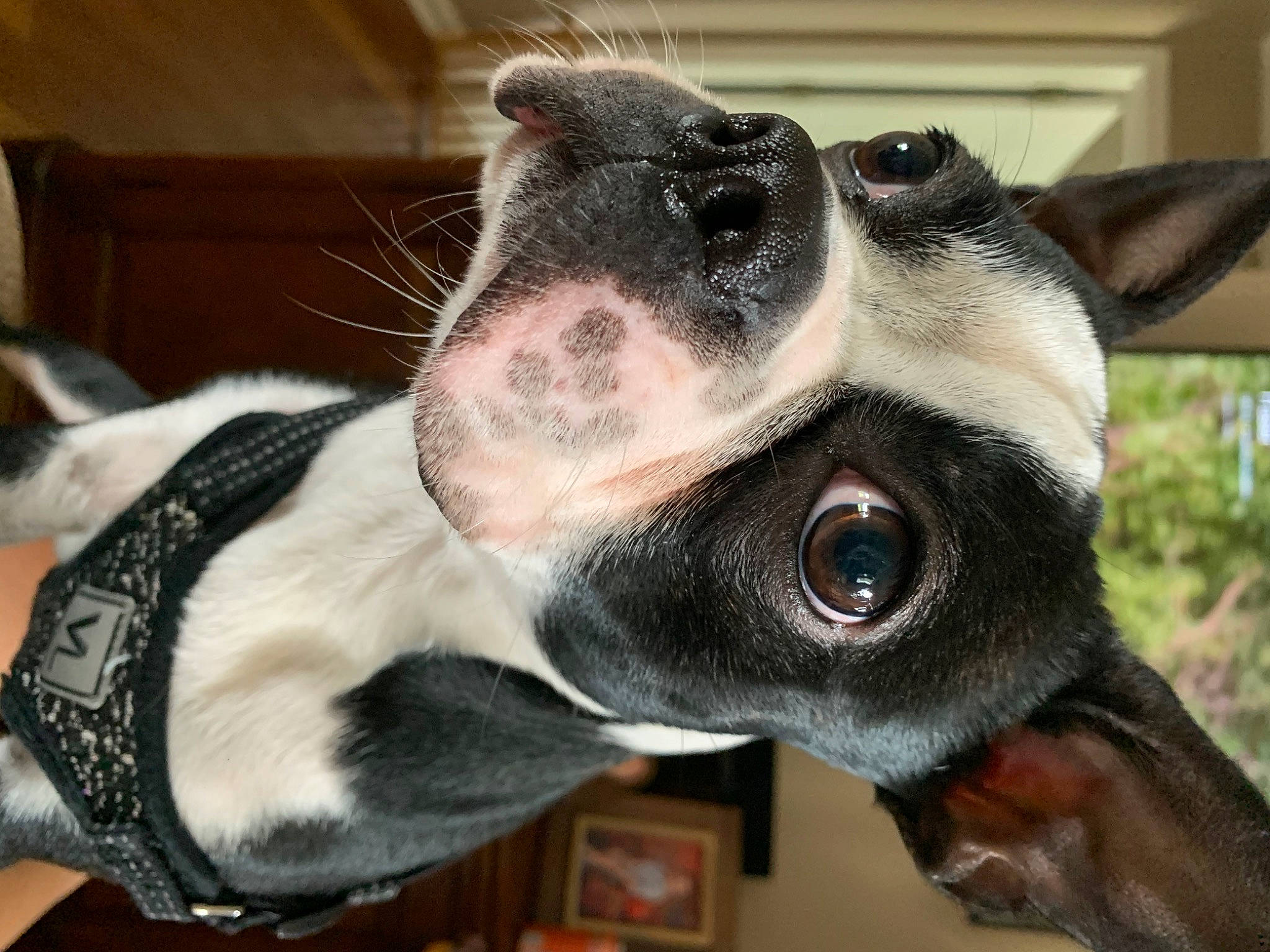 Riker joined the competition — help win amazing prizes! american_staffordshire_terrier, boston_terrier, canidae, carnivore, dog, dog_breed, ear, fawn, feist, french_bulldog, jaw, mammal, non_sporting_group, nose, paw, snout, whiskers
