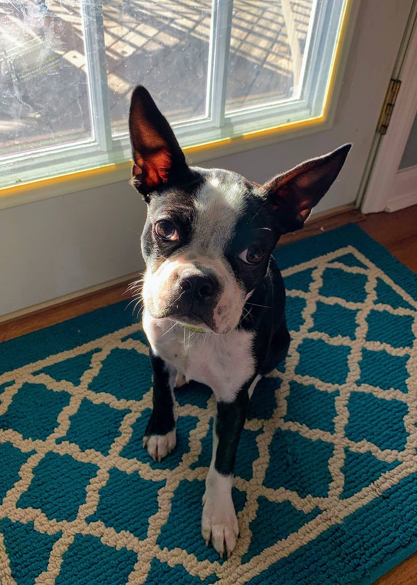 Riker joined the competition — help win amazing prizes! boston_terrier, canidae, carnivore, companion_dog, dog, dog_breed, ear, fawn, french_bulldog, mammal, non_sporting_group, snout, vertebrate, whiskers