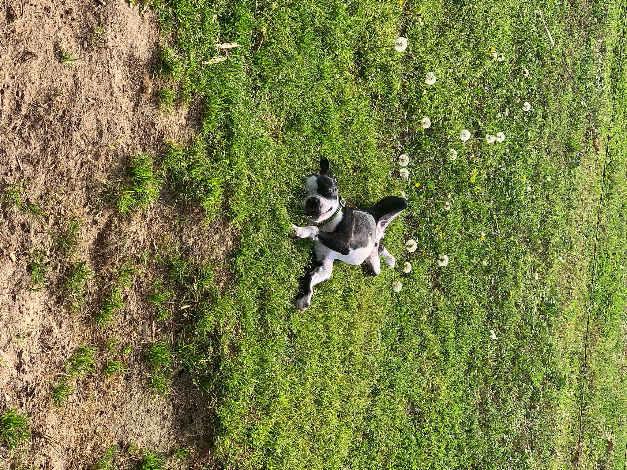 Riker joined the competition — help win amazing prizes! canidae, carnivore, dog, dog_breed, french_bulldog, grass, grass_family, hunting_dog, laika, non_sporting_group, plant, pointer, russo_european_laika, smooth_fox_terrier, sporting_group, stabyhoun, tail, toy_fox_terrier