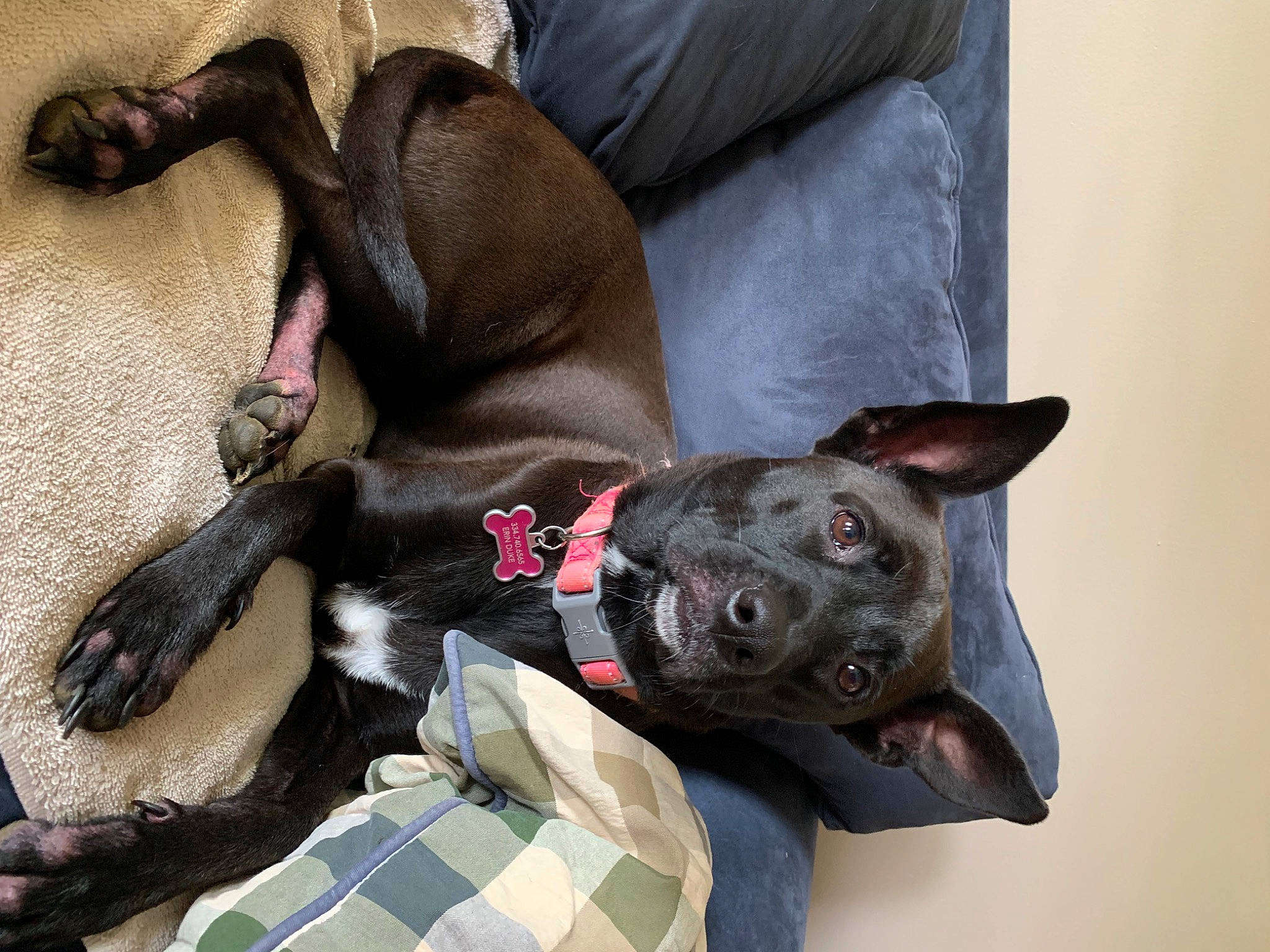 Evie is registered to the contest to win money with this photo: american_hairless_terrier, american_pit_bull_terrier, american_staffordshire_terrier, canidae, carnivore, dog, dog_breed, fawn, french_bulldog, great_dane, mammal, non_sporting_group, pit_bull, puppy, snout, thai_ridgeback, vertebrate