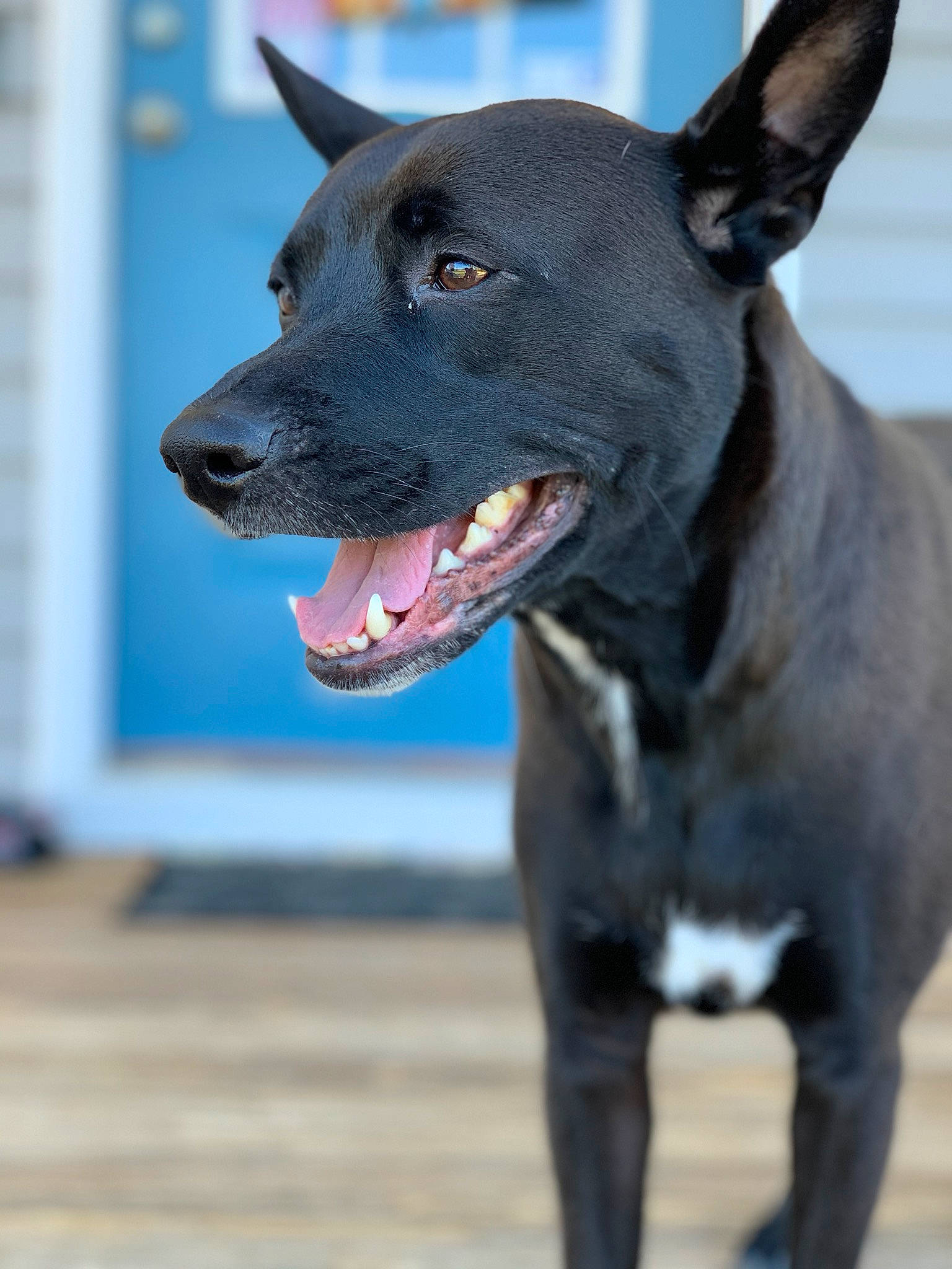 Evie joined the competition — help win amazing prizes! canidae, carnivore, dog, dog_breed, formosan_mountain_dog, mammal, non_sporting_group, rare_breed_dog, snout, sporting_group, thai_ridgeback, vertebrate