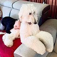 Ornella Muti participe au concours pour gagner de l'argent avec cette photo : affection, armrest, child, companionship, couch, cozy, cuddling, curtains, dog, floor, fluffy, fur, happy, indoor, pet, playful, smiling, sofa, toddler, white_dog