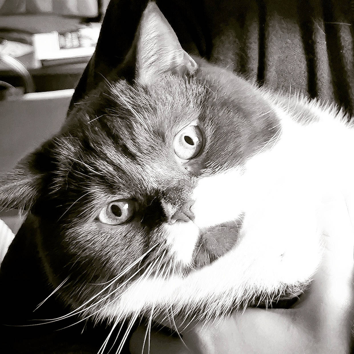 Winston participe au concours pour gagner de l'argent avec cette photo : asian, black, black_and_white, carnivore, cat, close_up, domestic_short_haired_cat, ear, eye, felidae, fur, mammal, monochrome, monochrome_photography, nose, small_to_medium_sized_cats, snapshot, snout, whiskers, white