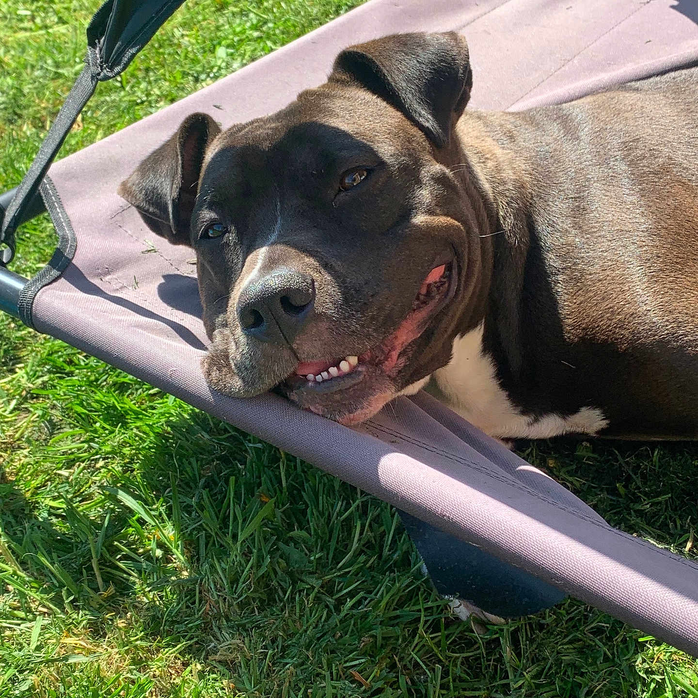 Bella joined the competition — help win amazing prizes! animal, canine, daylight, dog, ears, grass, hammock, happy, leisure, muzzle, nature, outdoor, pet, relaxation, resting, smiling, summer, sunlight, teeth, tongue