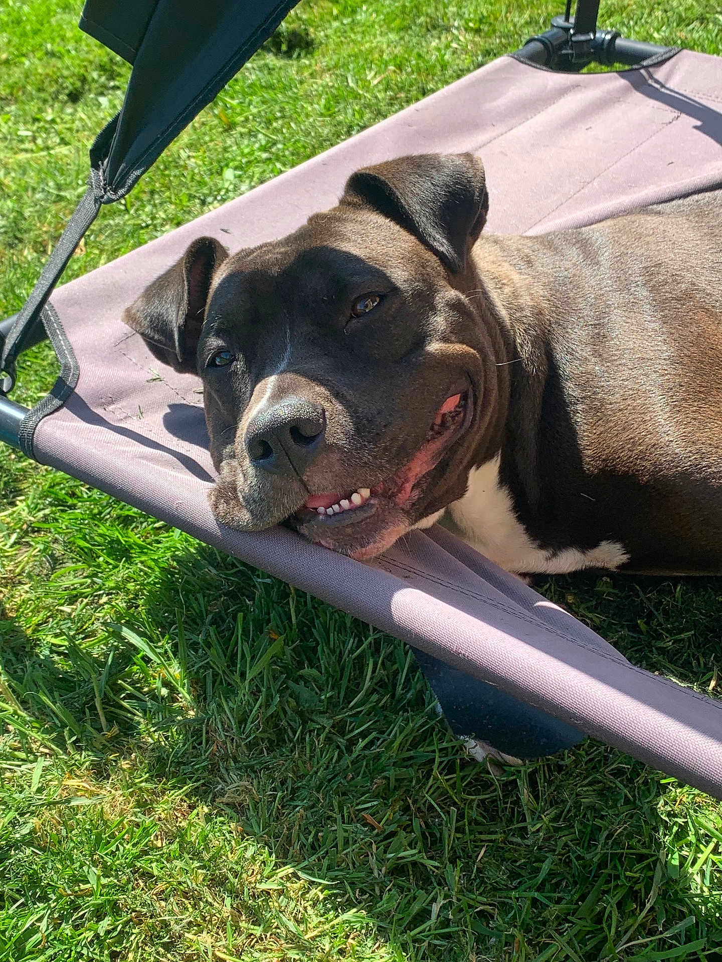 Bella