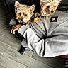 Bitsy And Baxter is registered to the contest to win money with this photo: dog, small_dog, lap, person, sweatshirt, gray_clothing, indoors, wood_floor, chair, pet, fur, cute, cozy, seated, adorable, resting, companion, animal, flooring, casual