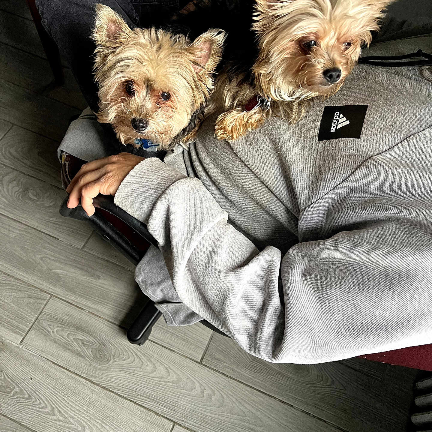 Bitsy And Baxter